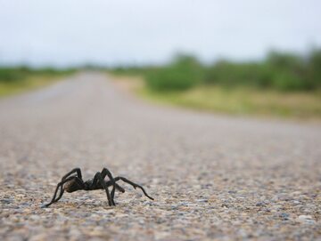 Tarantula na drodze