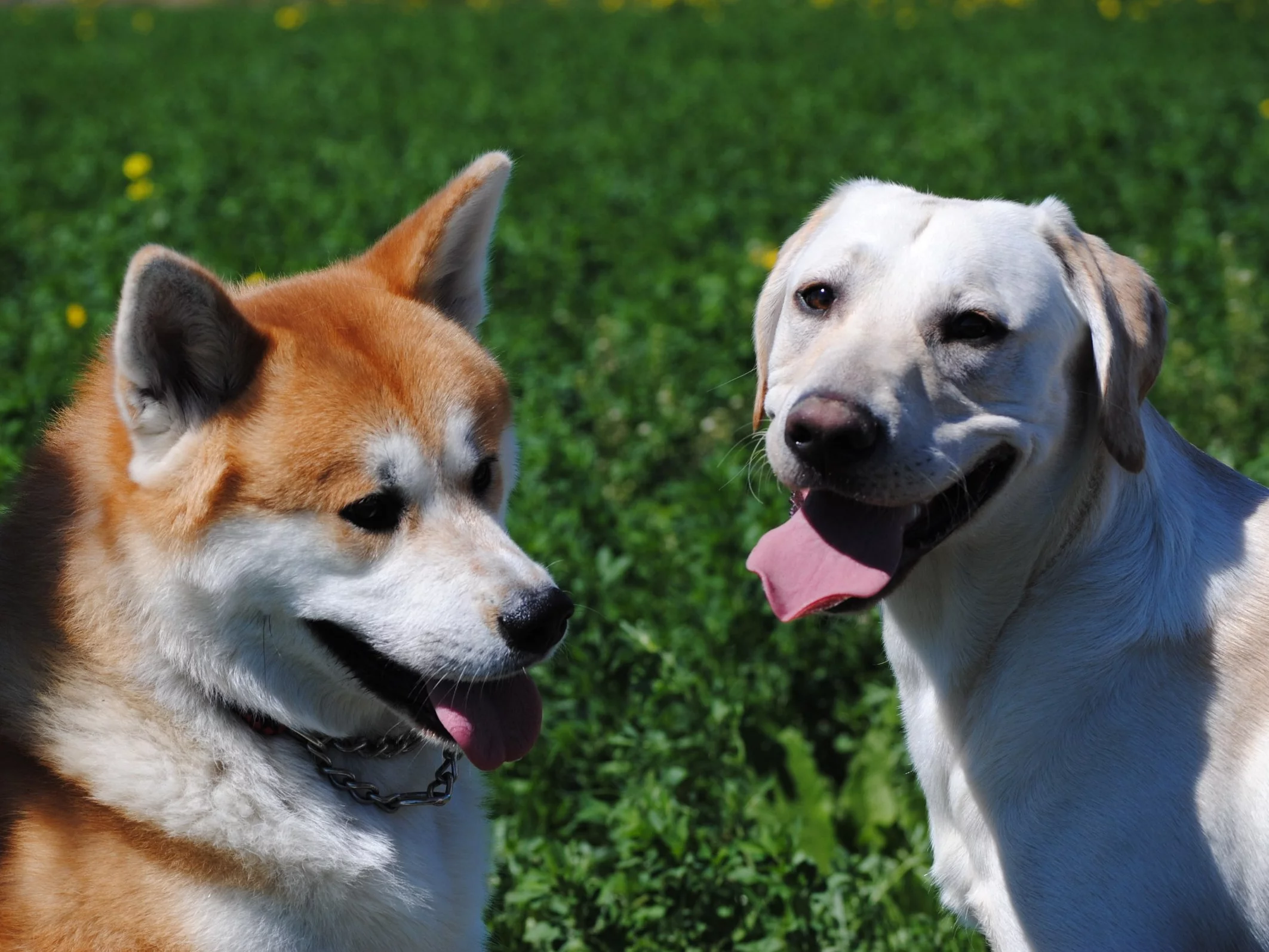 Akita, labrador