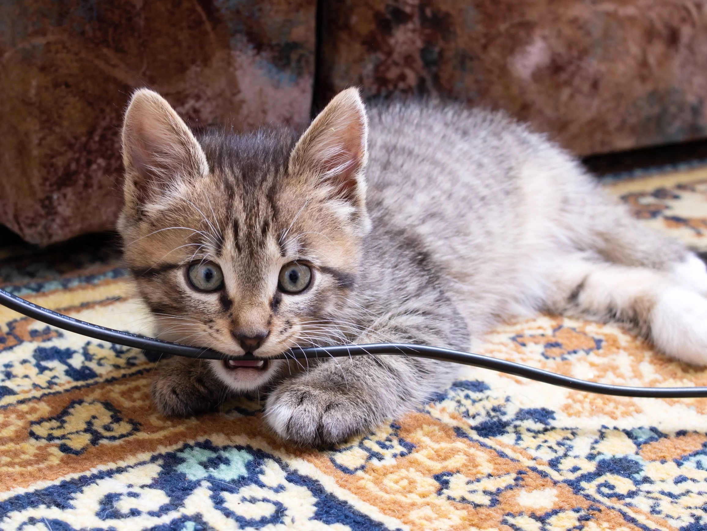 Kable i przewody to dla wielu zwierząt zabawki — niestety często także niebezpieczne