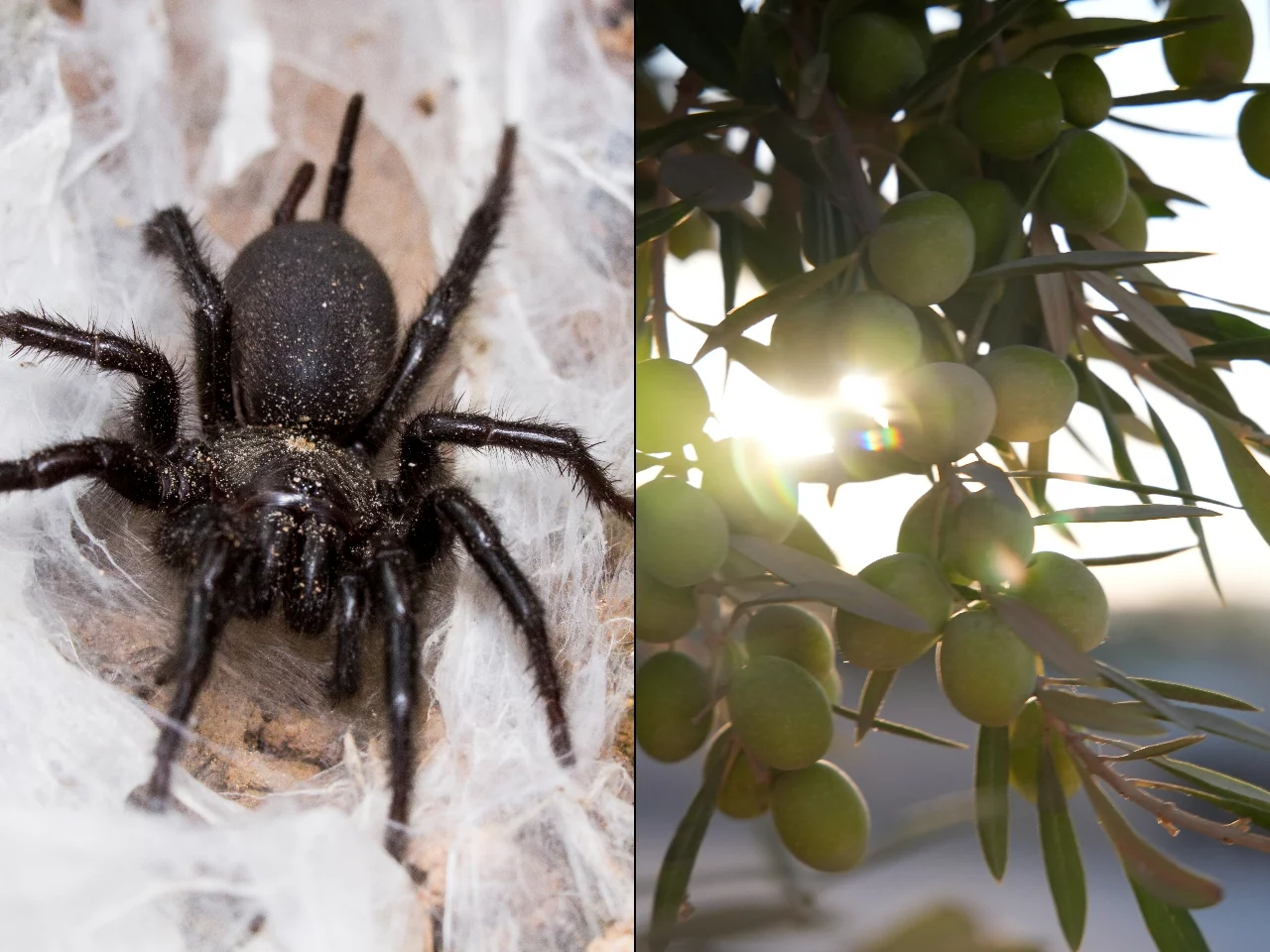 Makrothele calpeiana i oliwki