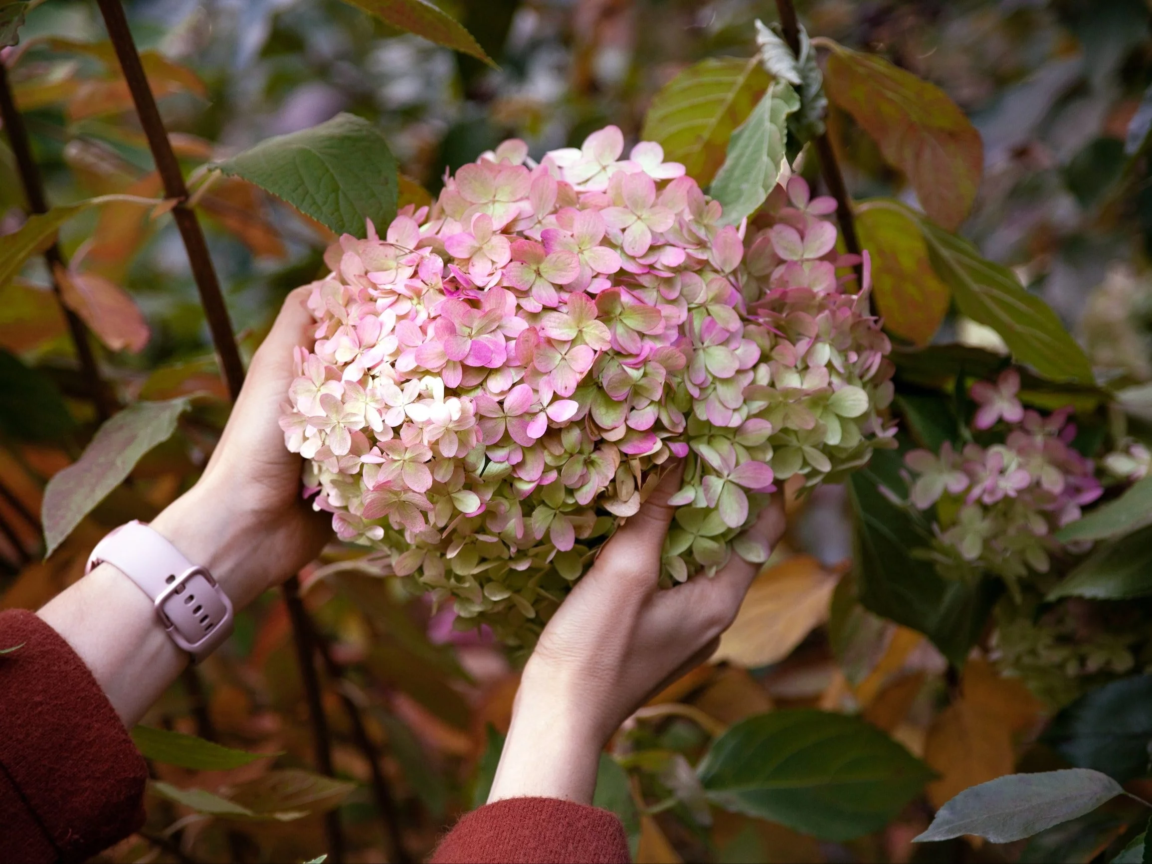 Hortensje w pełni zimowej ochrony – przygotowane na wiosenne kwitnienie