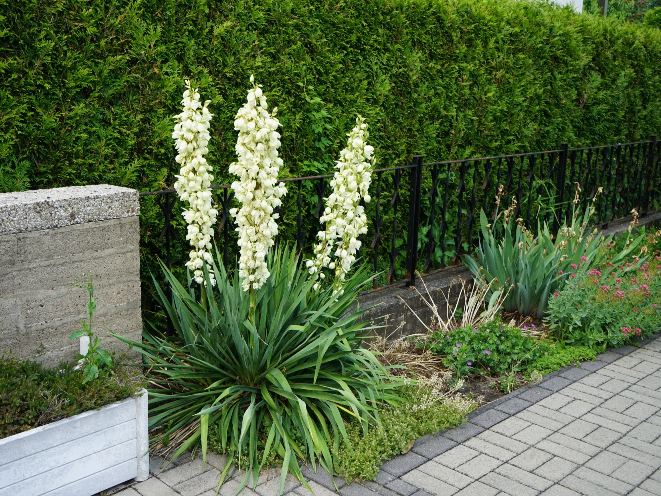 Jukka karolińska (Yucca filamentosa)