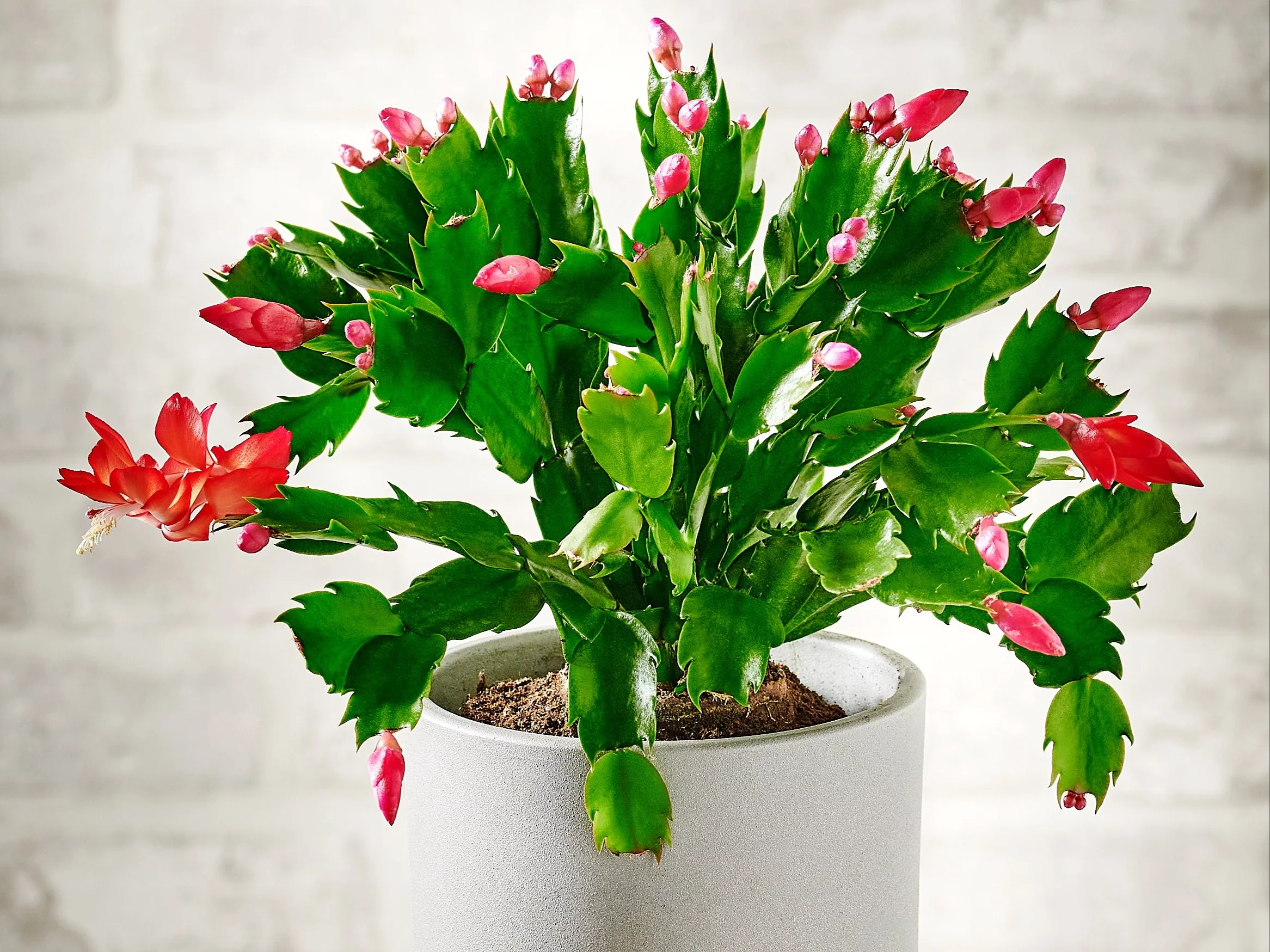 Grudnik może zakwitnąć nawet zimą – wystarczy odrobina domowej pielęgnacji i odżywka z trzech prostych kuchennych odpadów