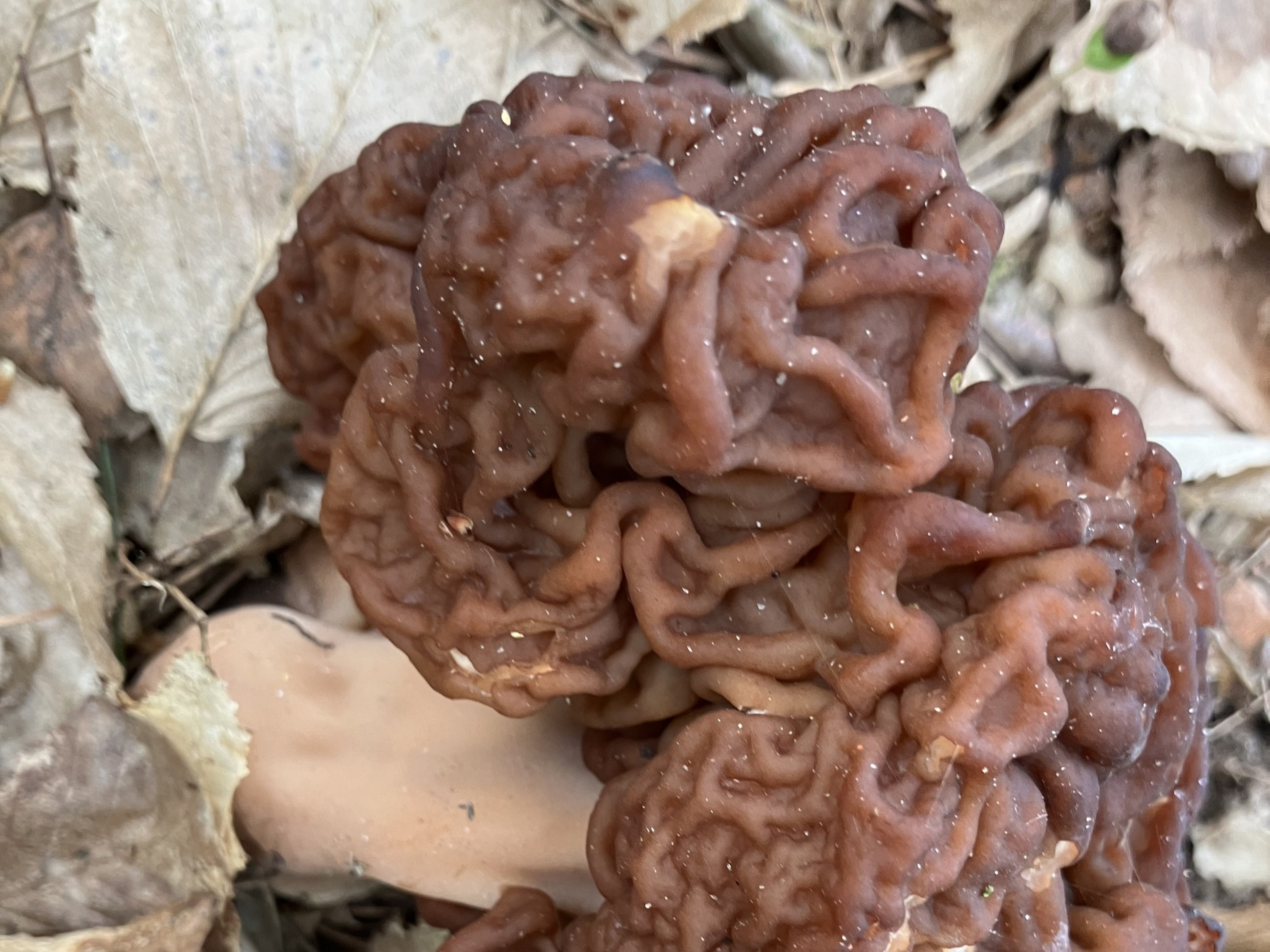 To jeden z najbezpieczniejszych grzybów w Polsce. Zawiera silną truciznę