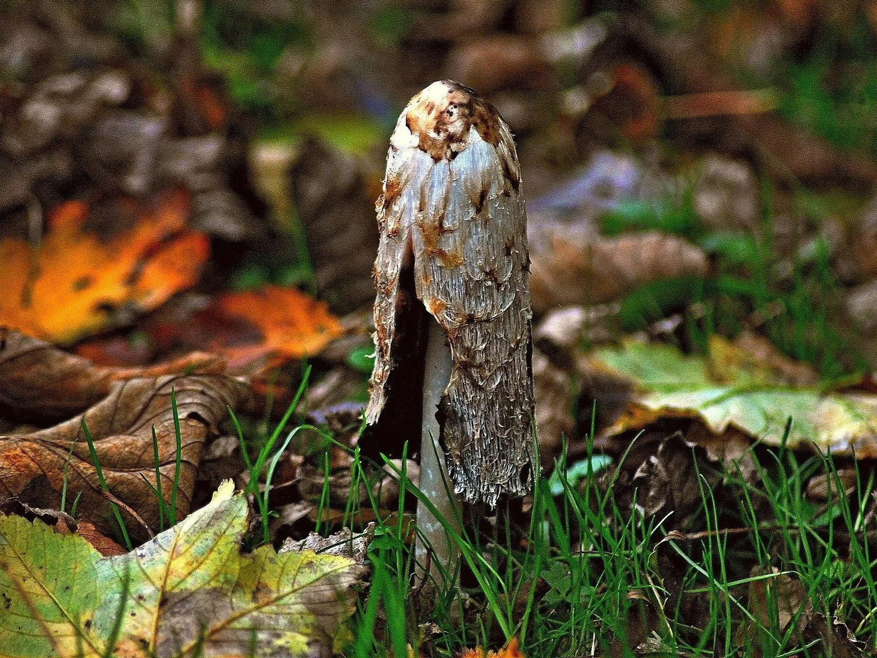 Ten grzyb to „fabryka atramentu”. Sam się rozpuszcza. „Tysiące zarodników”