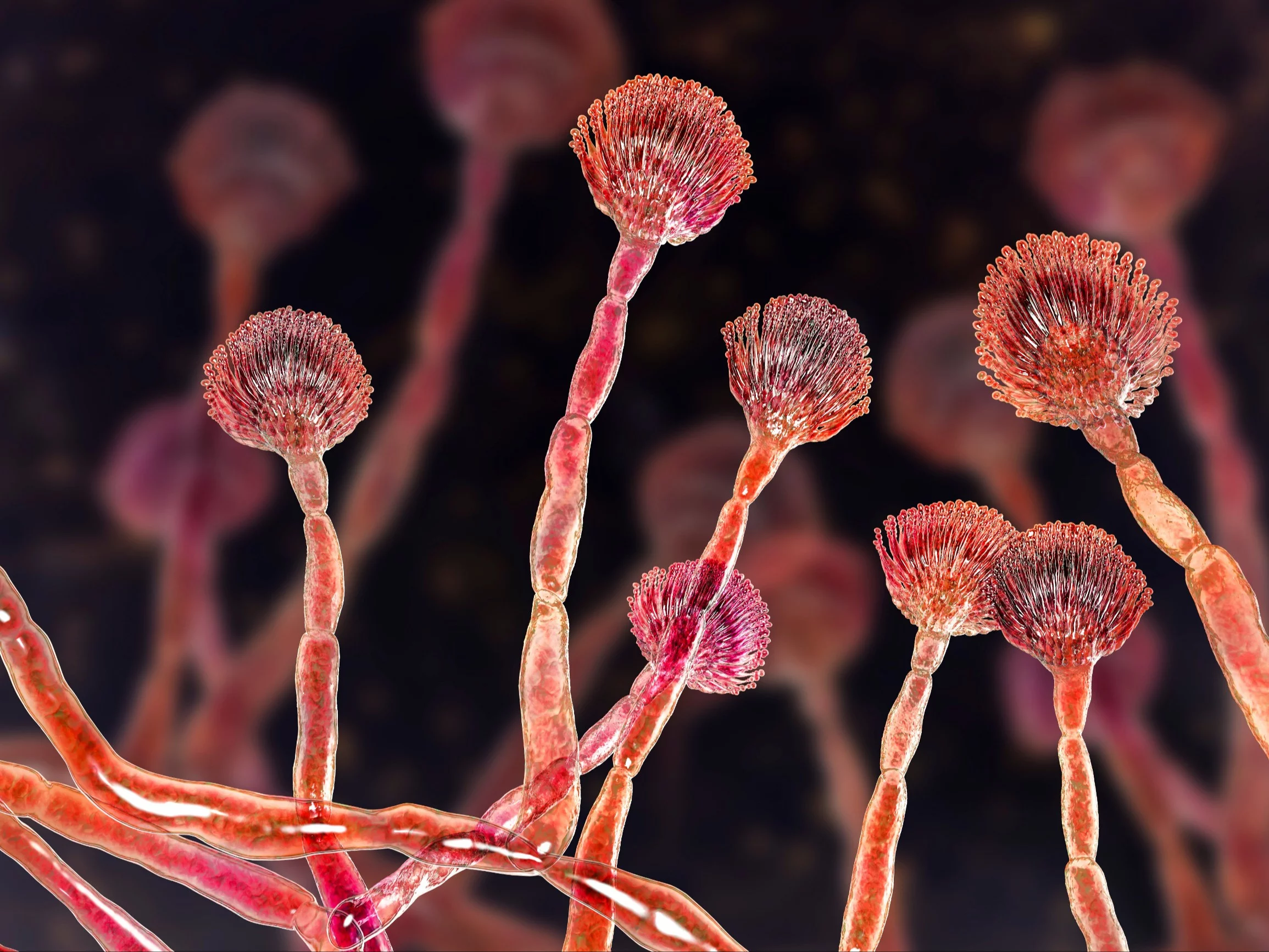 Aspergillus flavus, zdjęcie ilustracyjne