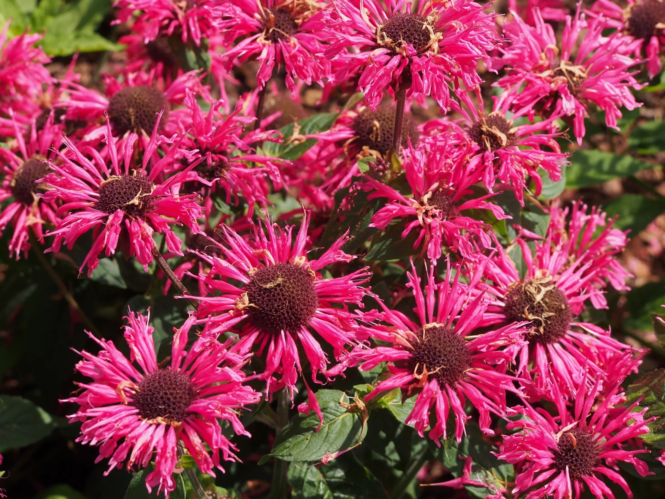 Pysznogłówka ogrodowa (Monarda didyma)