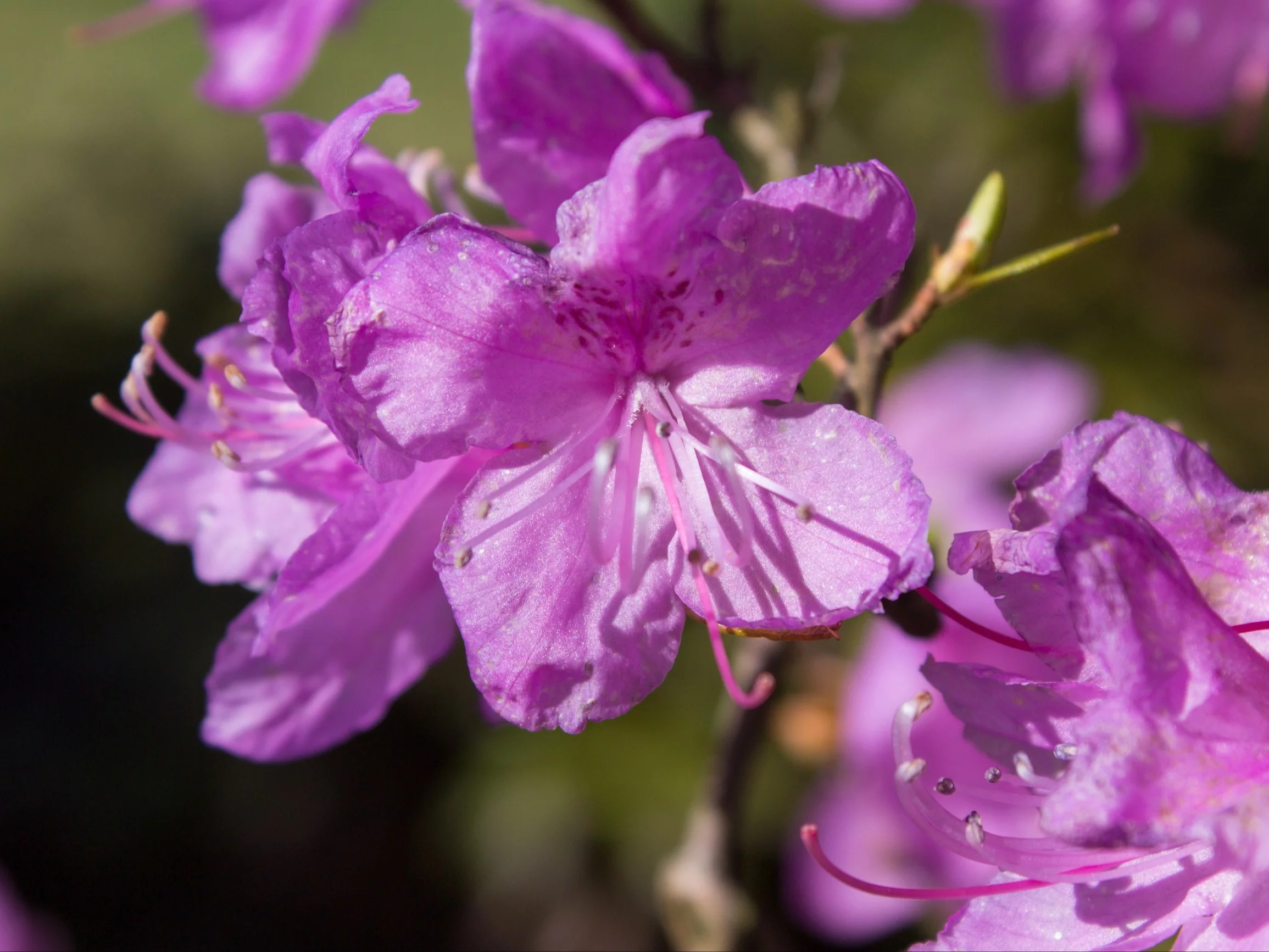 Różanecznik dahurski  (Rhododendron dauricum)