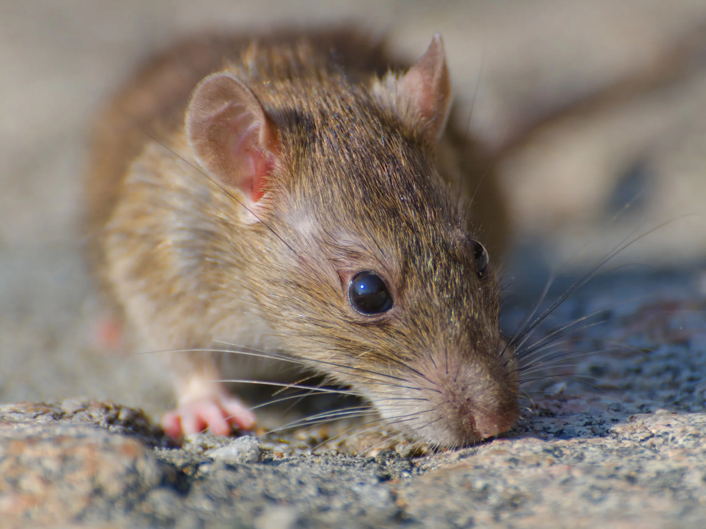 Domowy sposób na szczury – tani, bez chemii, bez pułapek