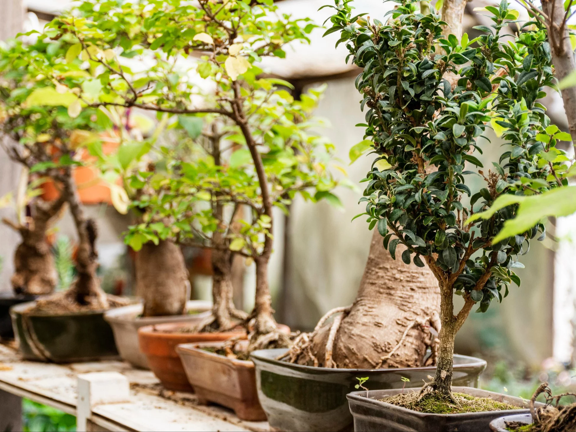 Drzewka bonsai w kulturze wschodu przynoszą szczęście