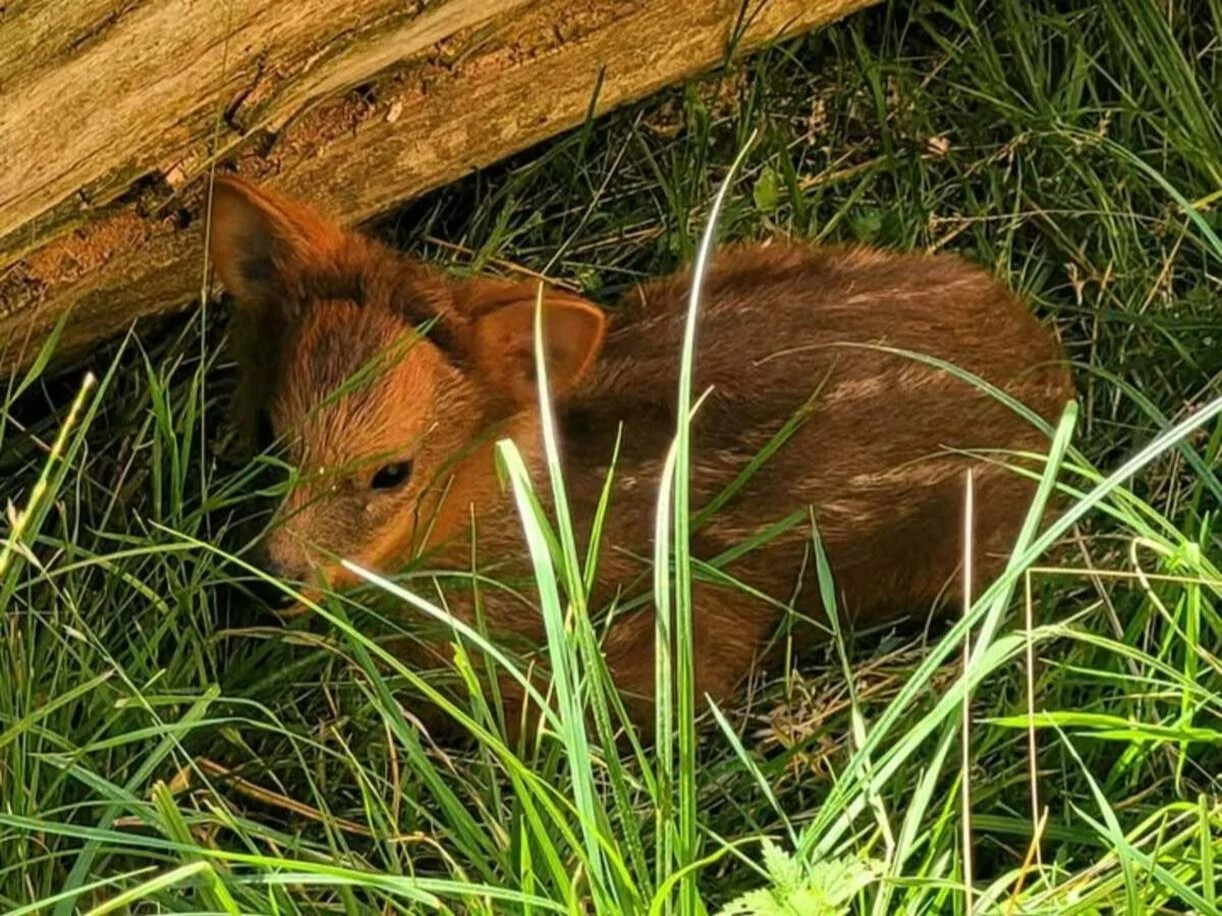Samiczka pudu w warszawskim zoo