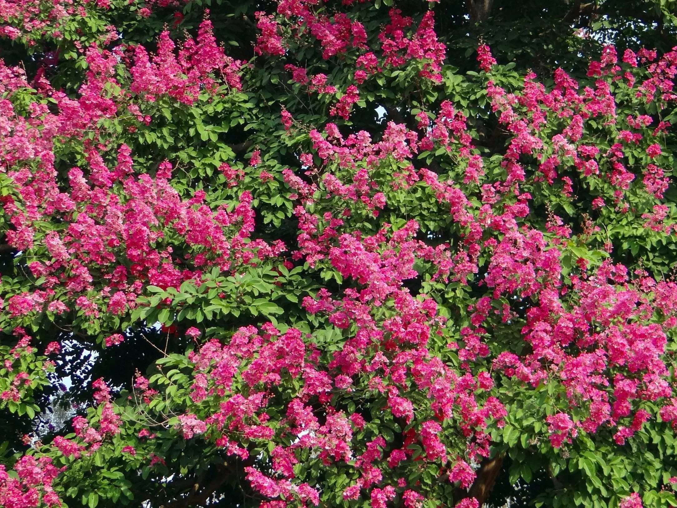 Lagerstroemia, czyli bez południa