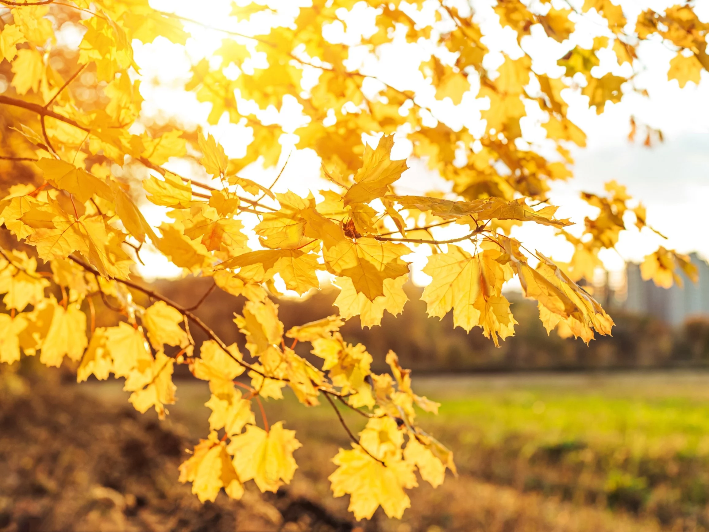 Słoneczna jesień, zdjęcie ilustracyjne