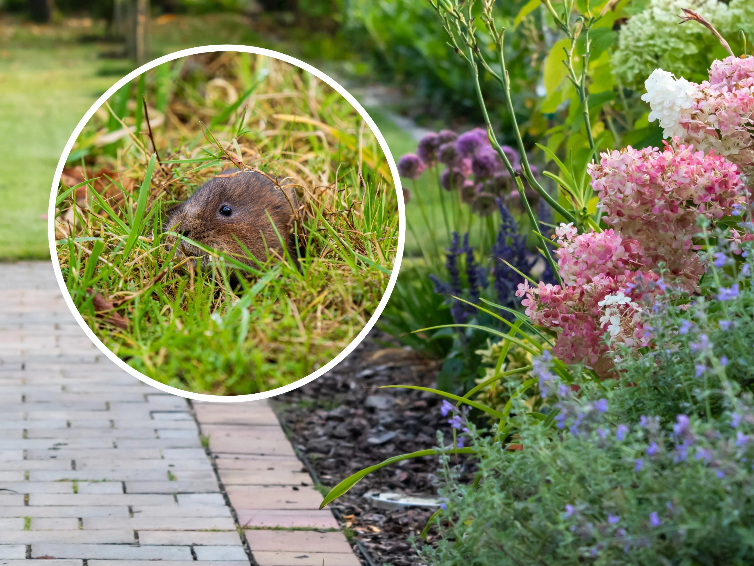 Ogród / karczownik – zdjęcia ilustracyjne