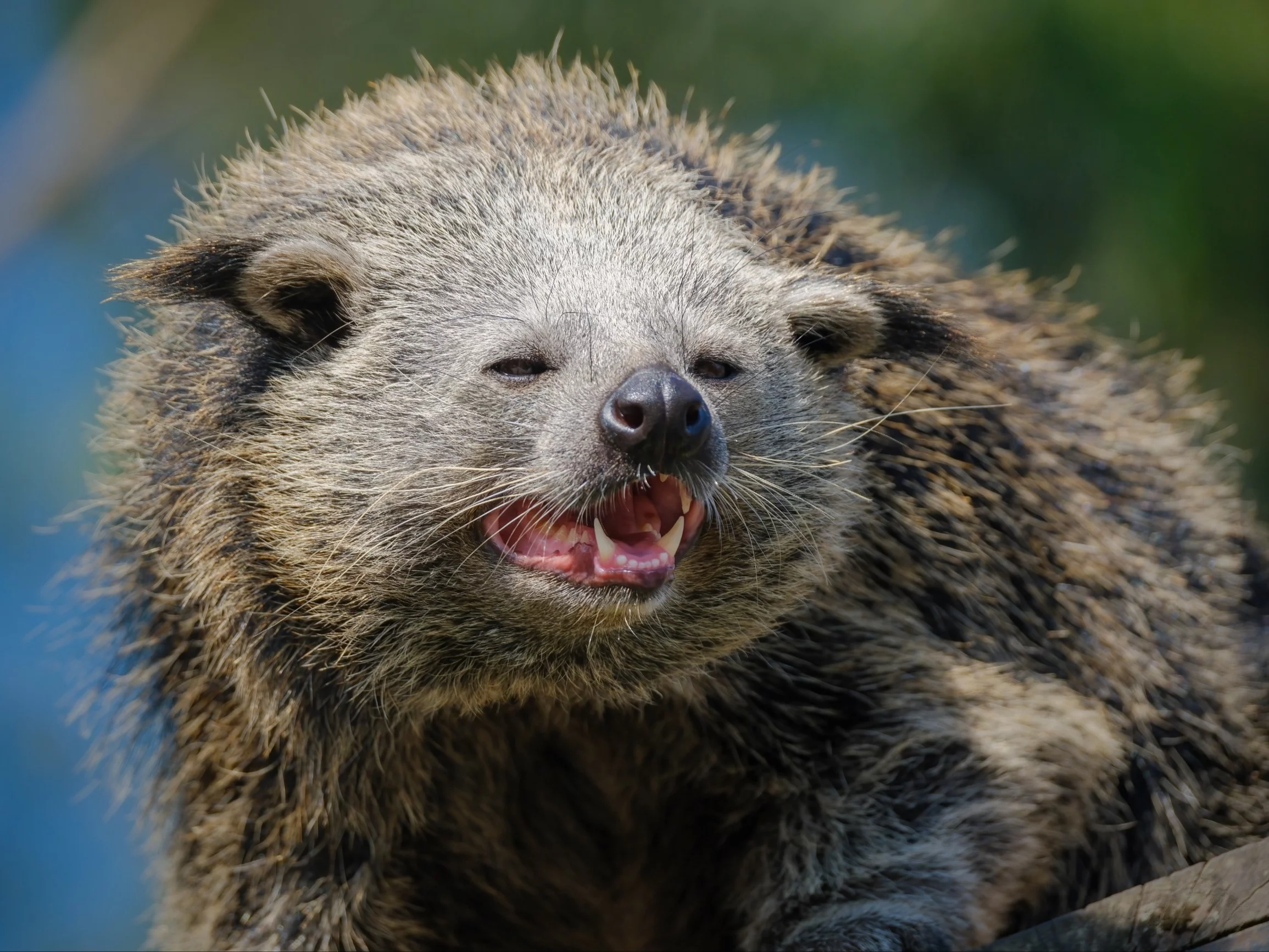 Binturong (Bearcat Arcticis)