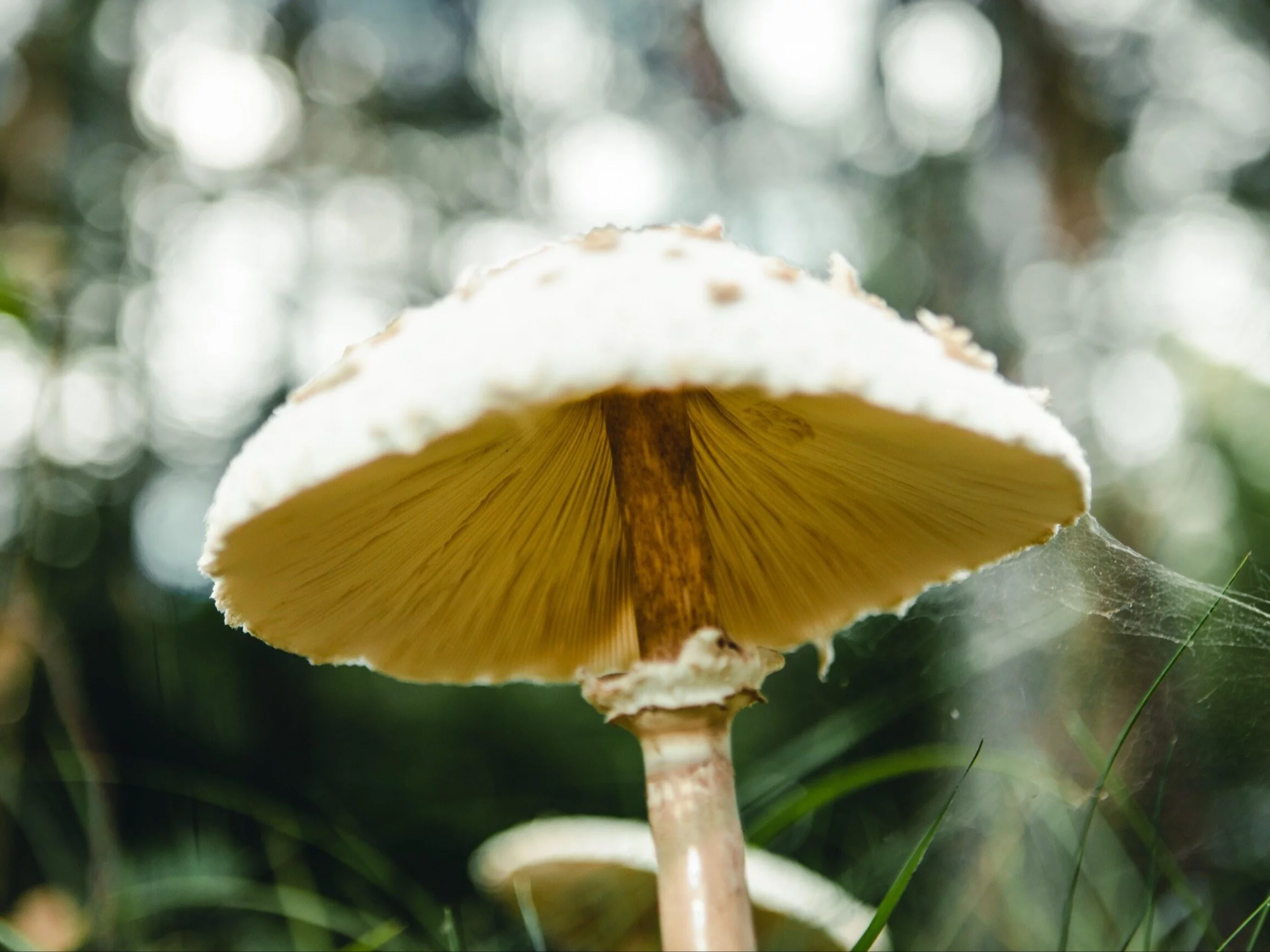 Toksykolożka bije na alarm. „Ryzyko pomyłki jest zbyt duże, by eksperymentować”