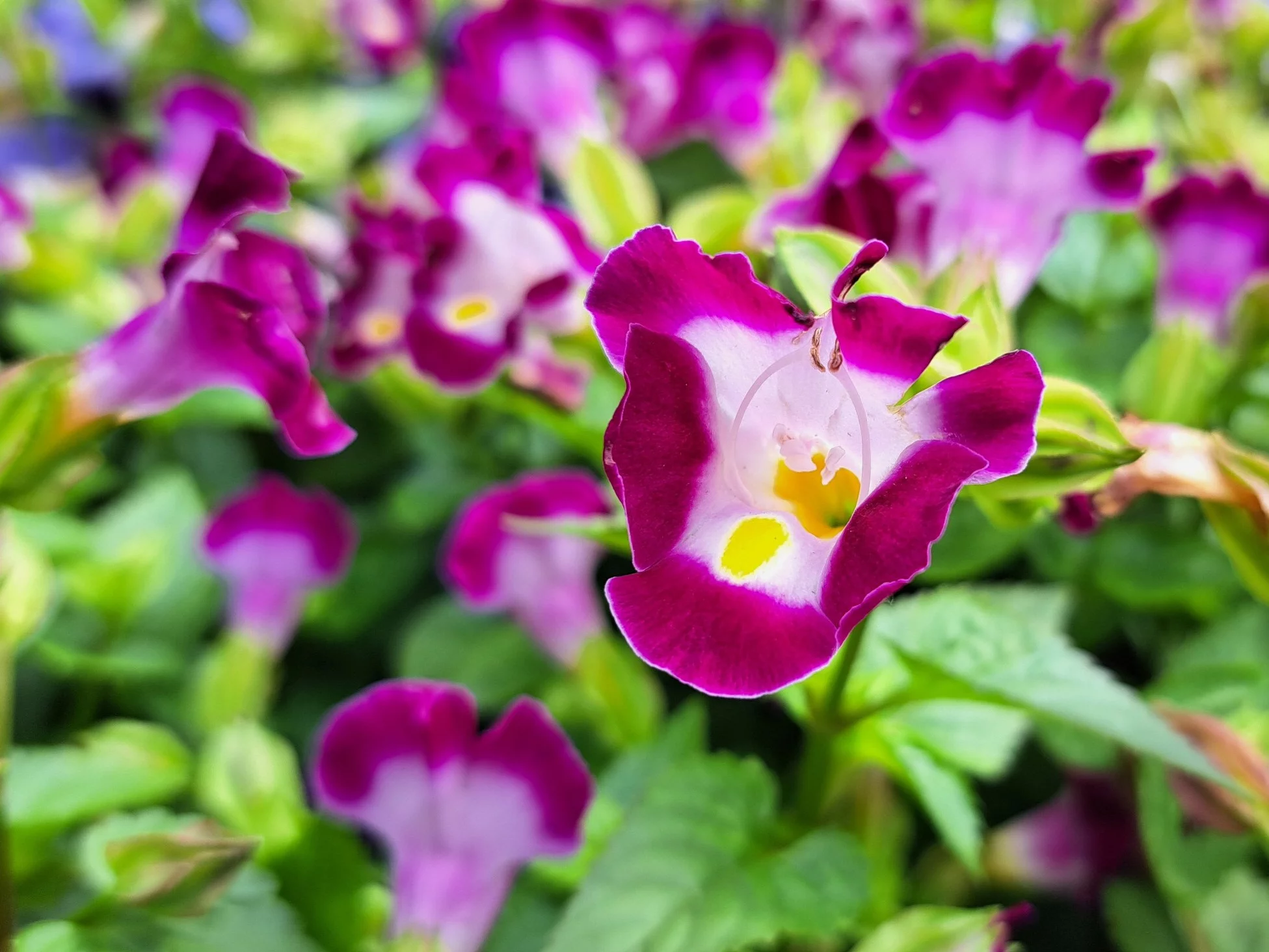 Torenia fournieri, zwana również „bluewings”, „kwiatem Wishbone”, „nanioola'a” lub „ola'a beauty”