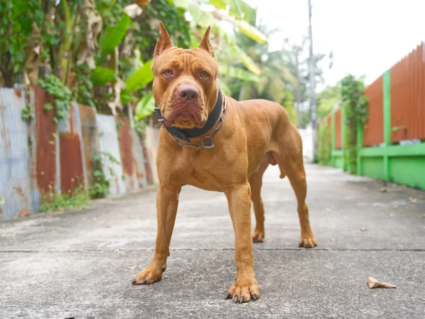 Pies rasy pitbull. Zdjęcie poglądowe