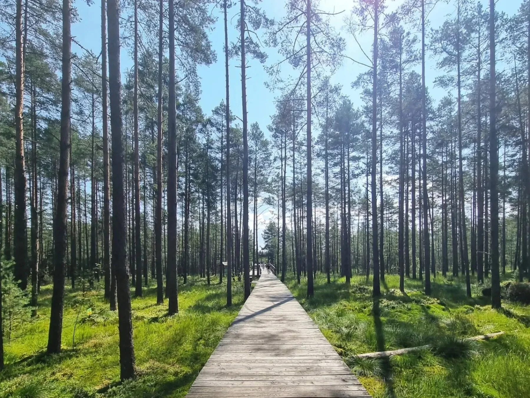 Bór nad Czerwonem w Nowym Targu