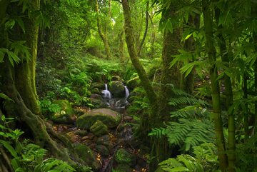 Tropikalny las, zdj. ilustracyjne