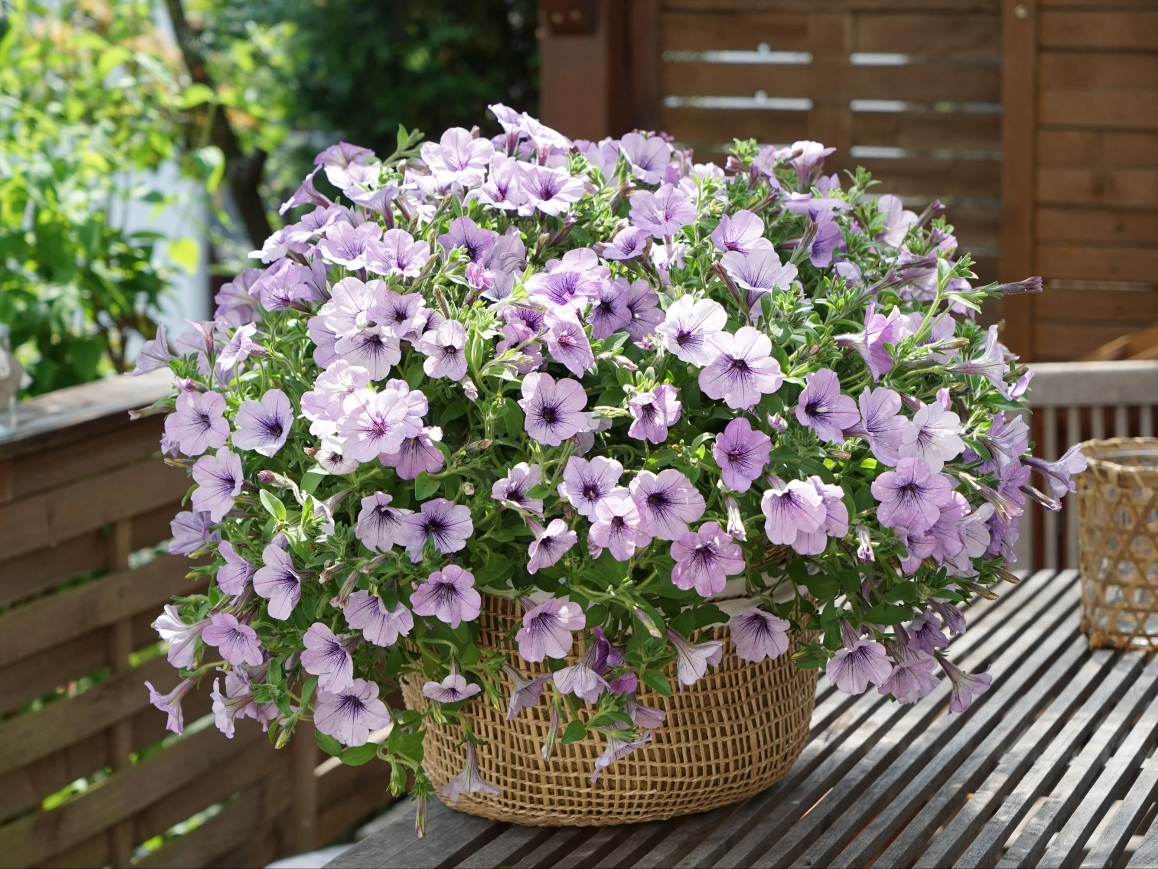 Petunia, odmiana Lavender Sky