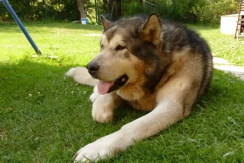 Pies rasy alaskan malamute (fot. sxc.hu)