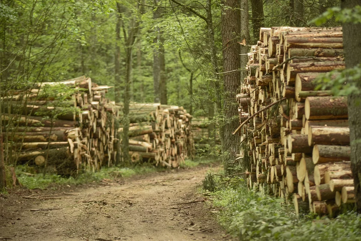 Puszcza Białowieska