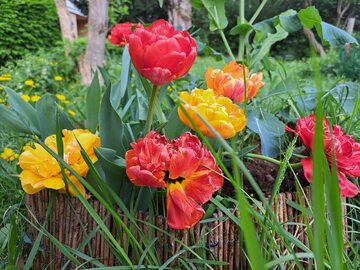 Tulipany pełne (inaczej piwoniowe) nikogo nie pozostawiają obojętnym