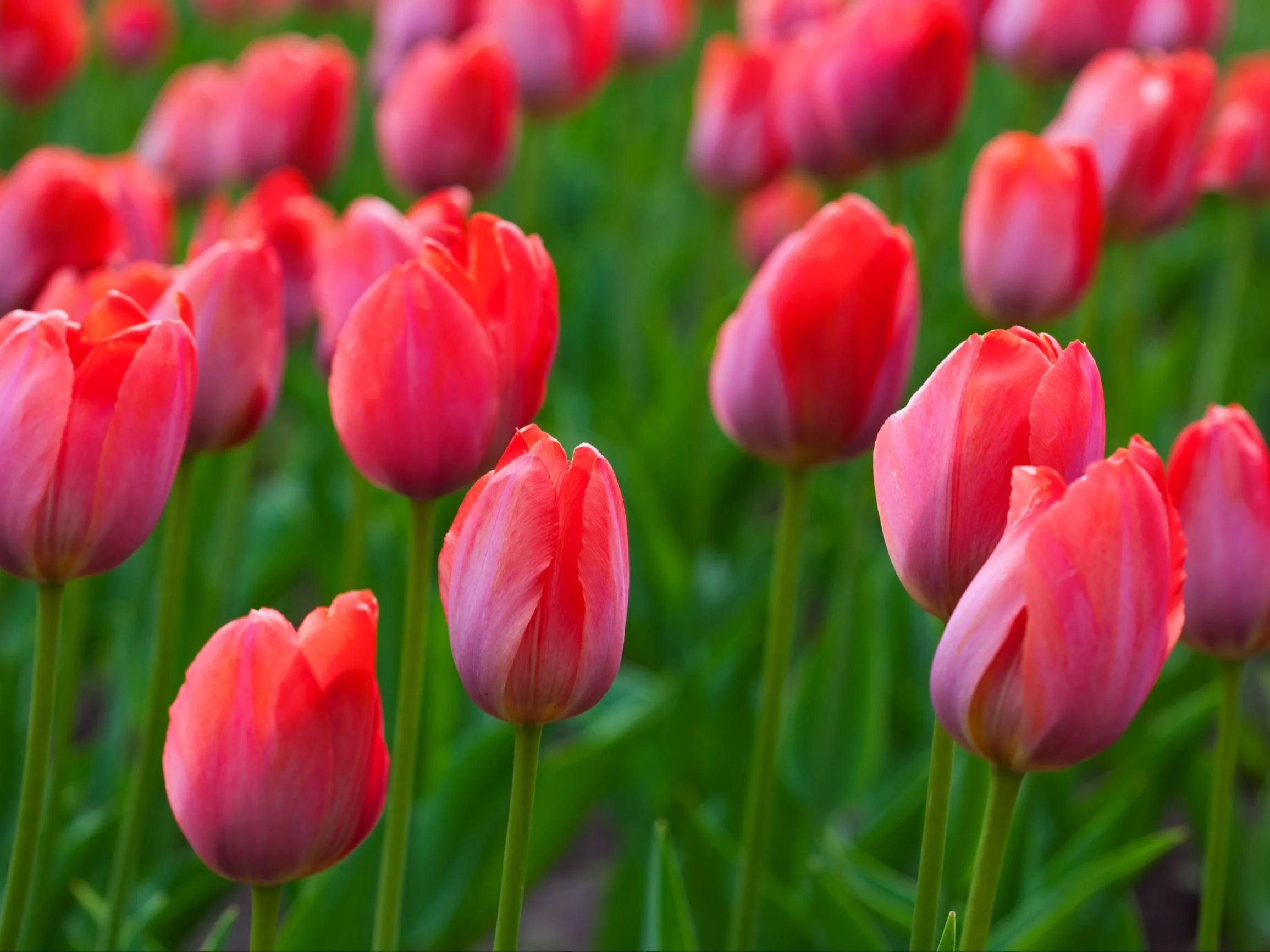 Tulipany