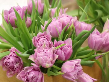 Tulipany to najczęściej dawane na Dzień Kobiet kwiaty