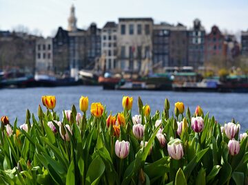 Tulipany w Amsterdamie