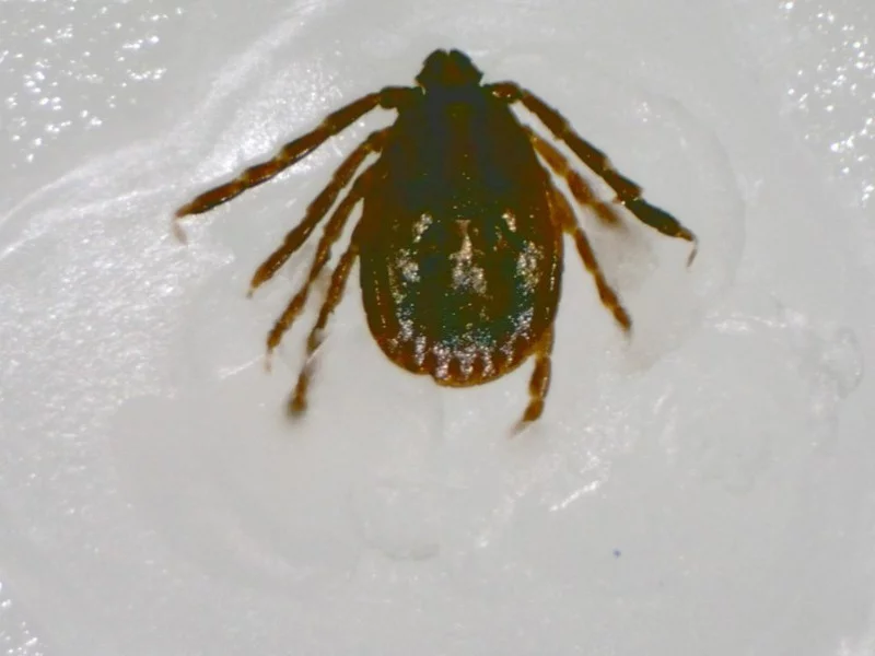 Kleszcz długorogi (Haemaphysalis longicornis)