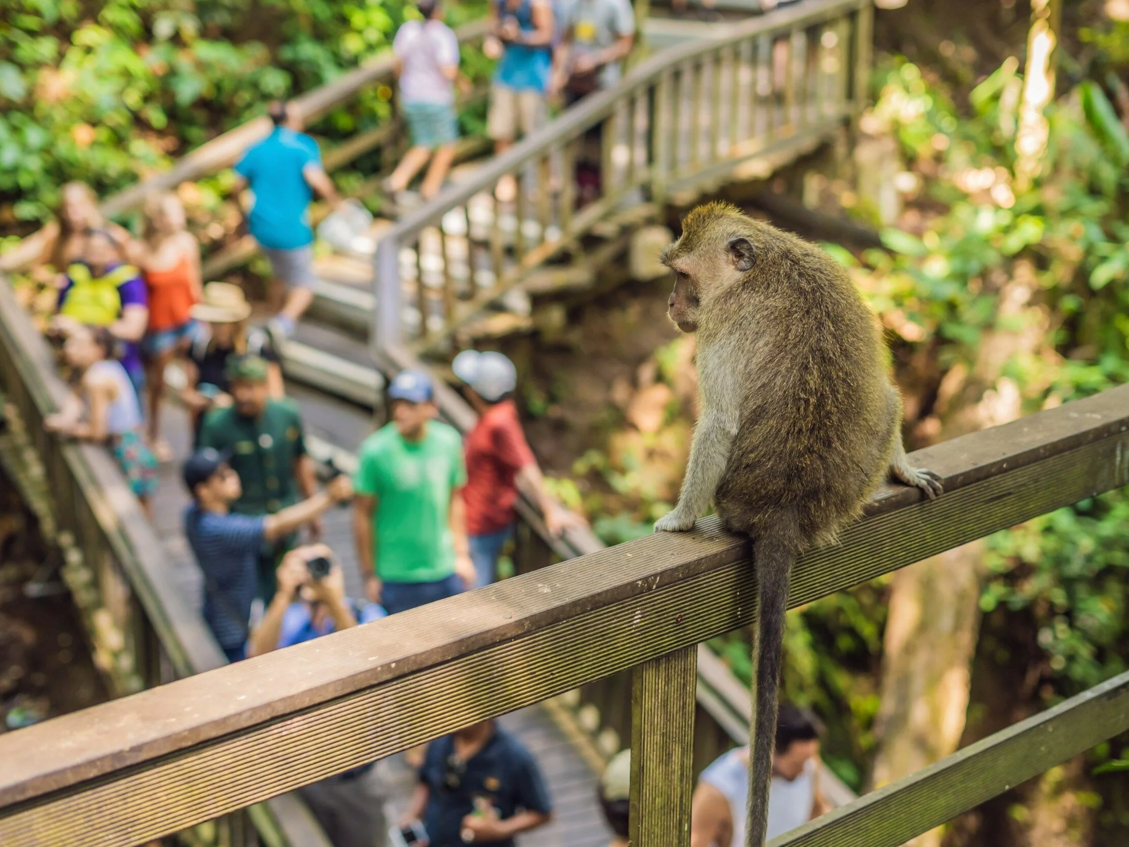 Małpka w Ubud/zdjęcie poglądowe