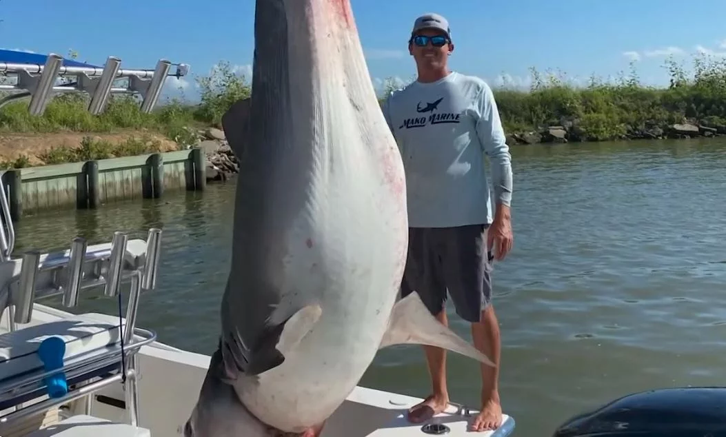 Ogromny żarłacz tygrysi, złowiony przez wędkarza z Teksasu, zdjęcie ilustracyjne