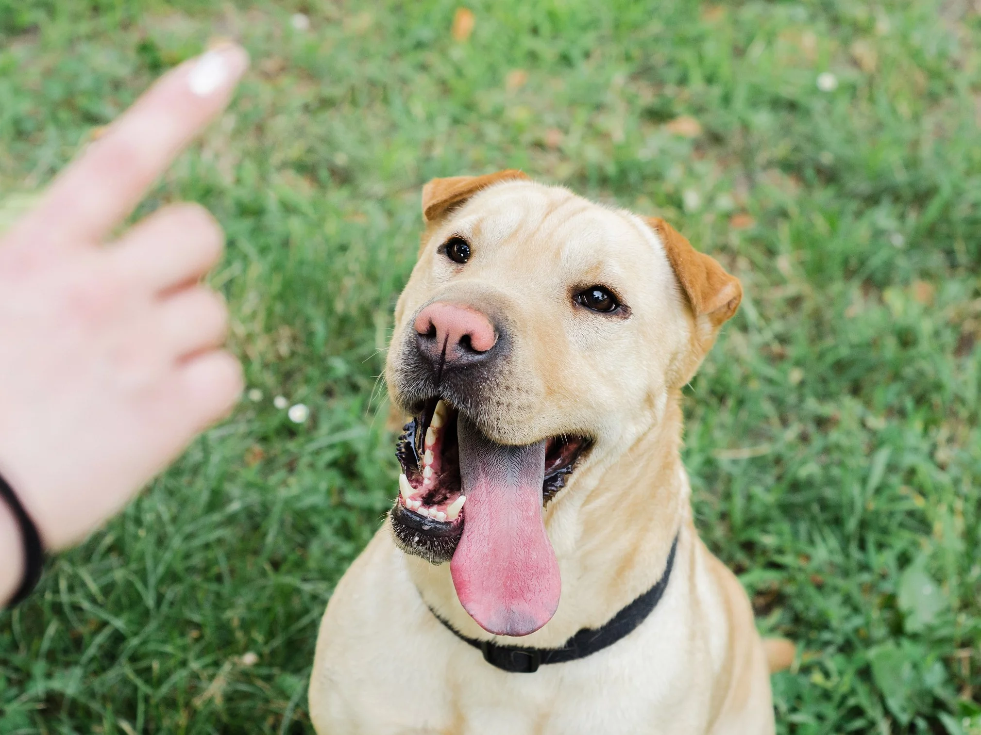 Pies i jego właściciel