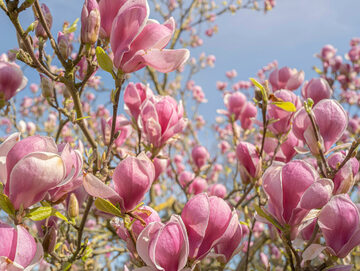Twoja magnolia może kwitnąć dwa razy w sezonie! Zrób to, a nie pożałujesz
