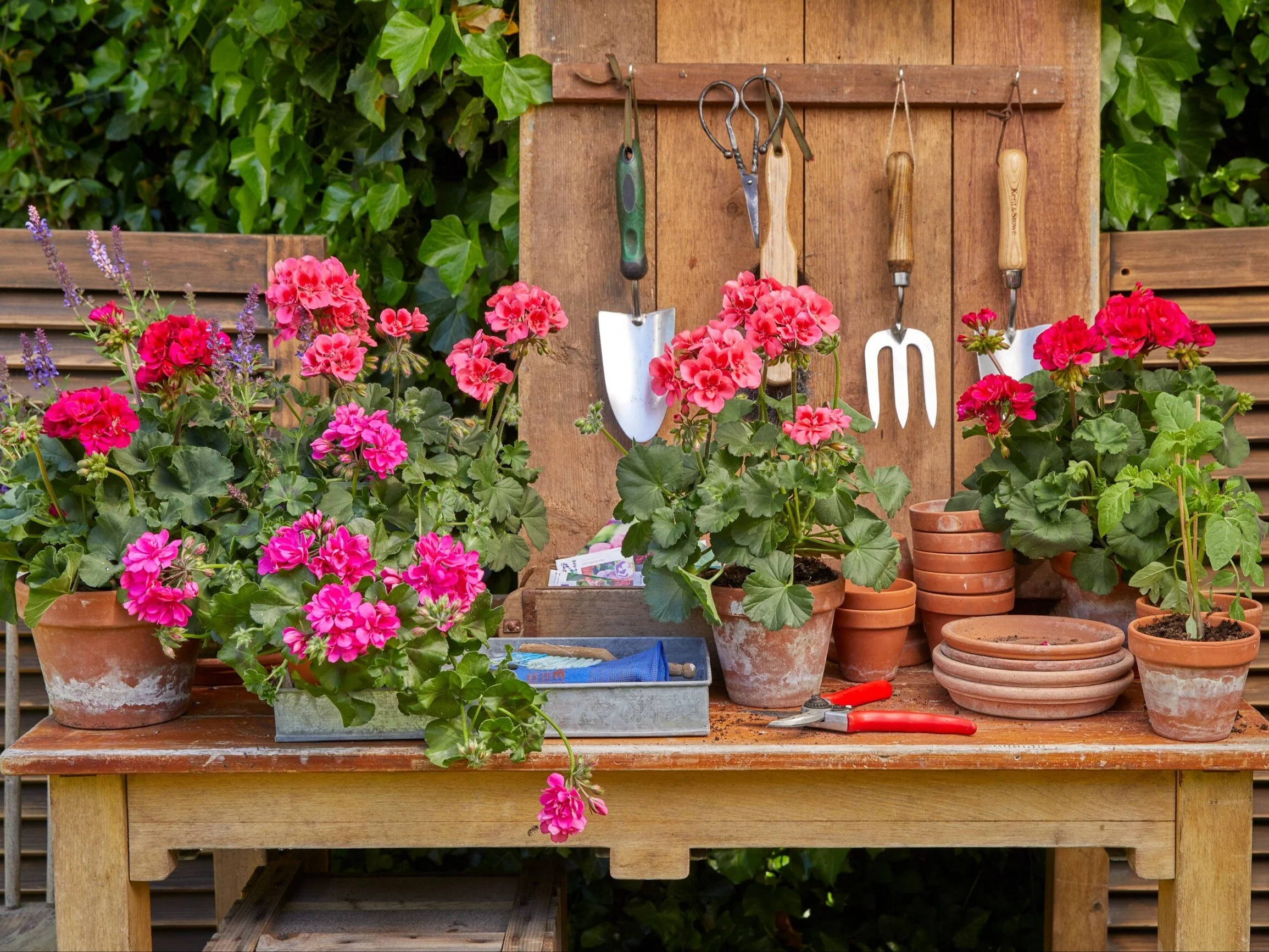 Pelargonie