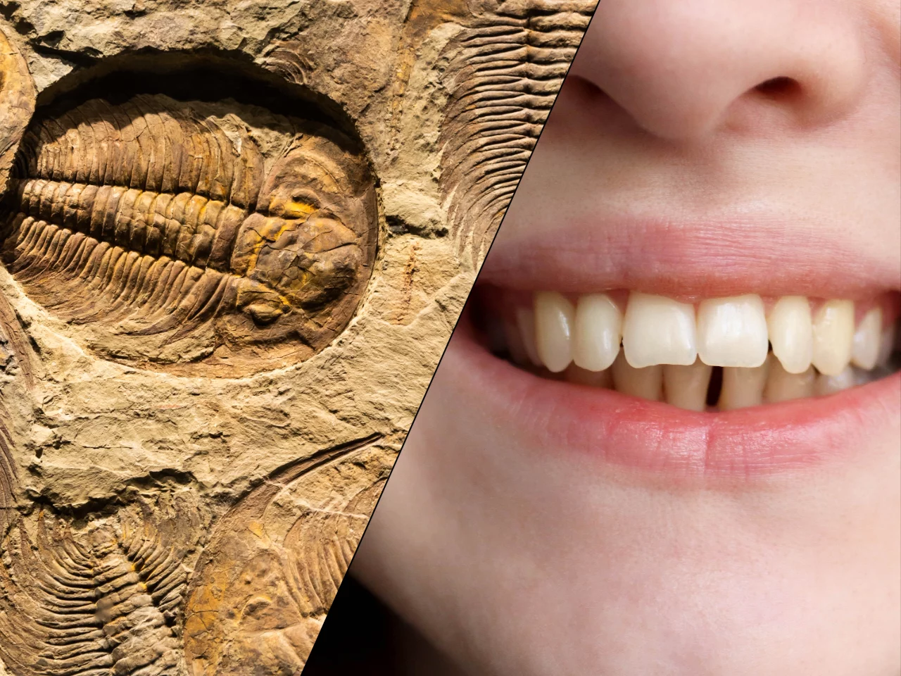 Ludzka zębina wywodzi się z pancerzy stawonogów