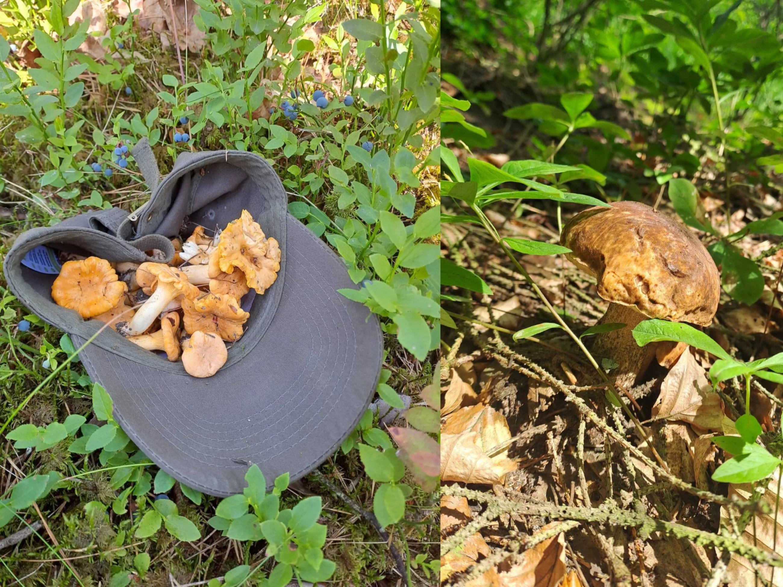 Grzyby zebrane przez leśników z Nadleśnictwa Kupydy