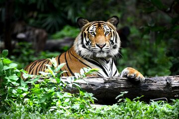 Tygrys bengalski, zdjęcie ilustracyjne