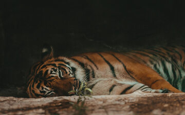 Tygrys malezyjski, zdjęcie ilustracyjne