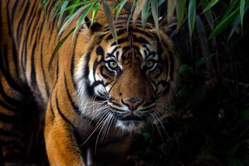 Tygrys sumatrzański, zdjęcie ilustracyjne