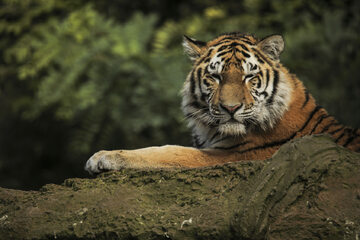 Tygrys syberyjski, zdjęcie ilustracyjne