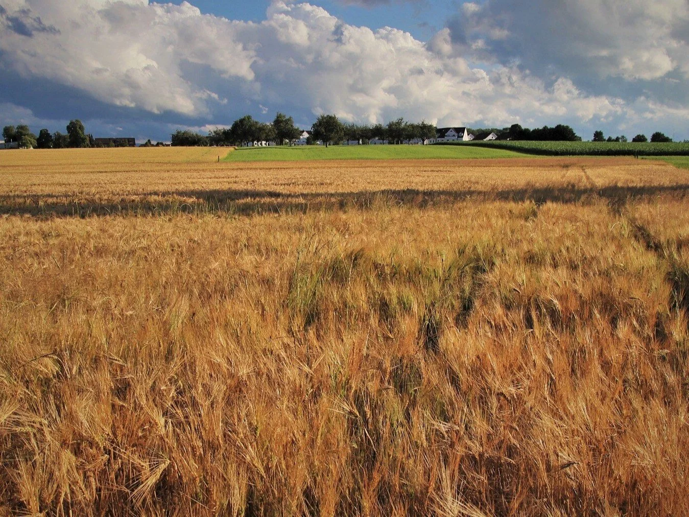 Zboże