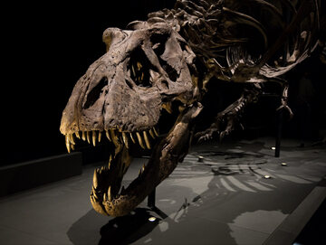 Tyrannosaurus rex – szkielet