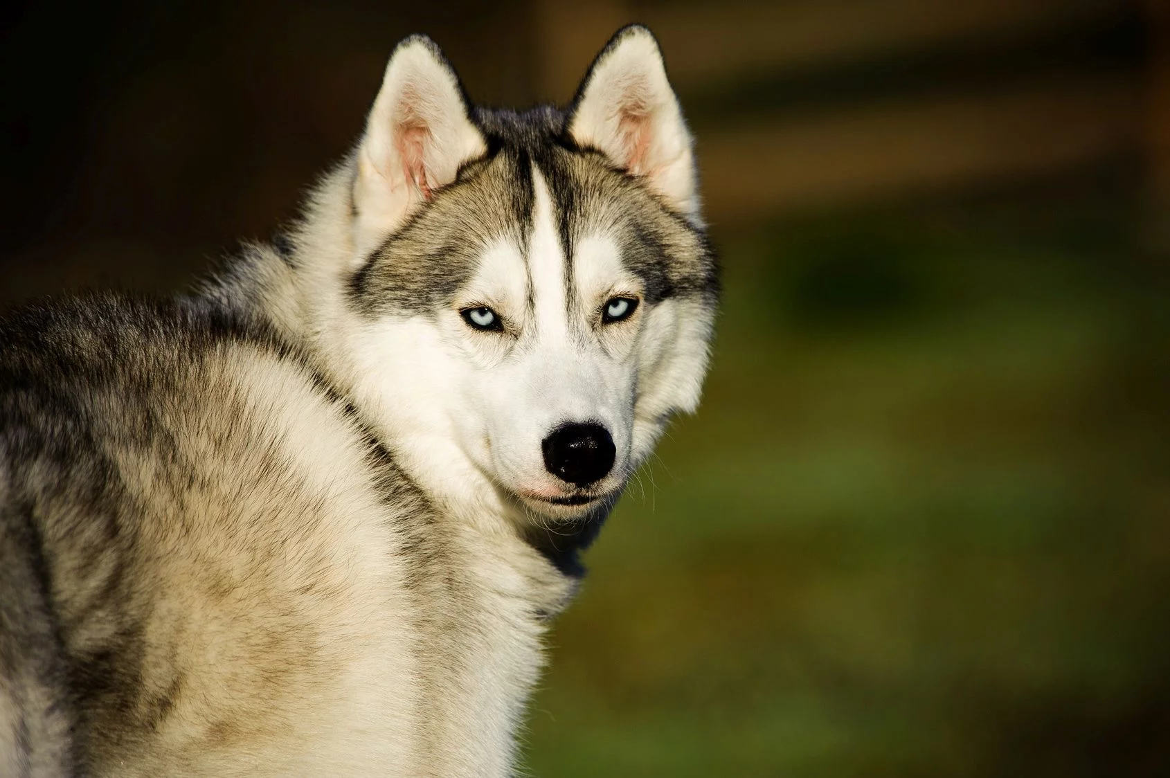 Siberian husky