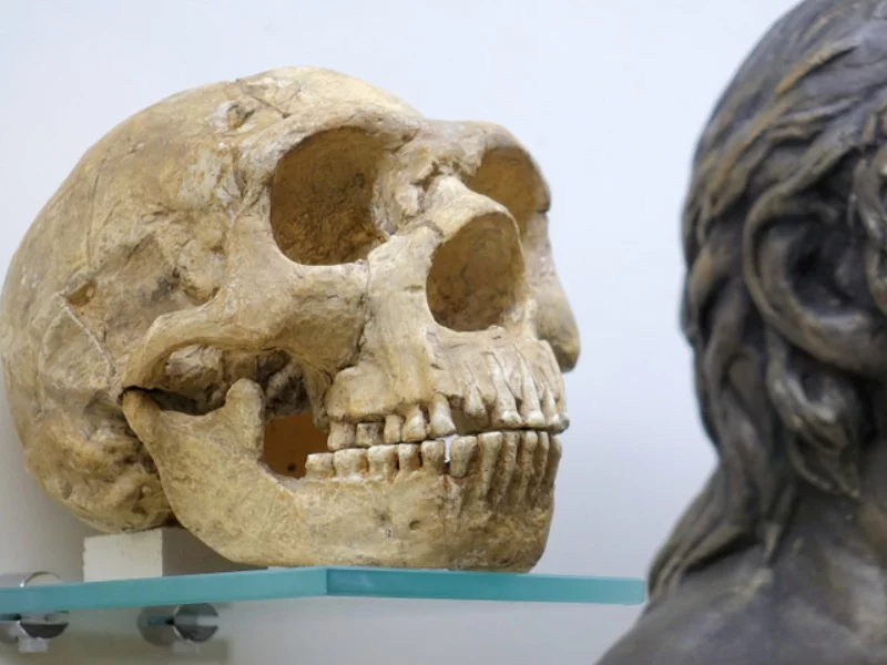 Czaszka neandertalczyka. Zdjęcie poglądowe