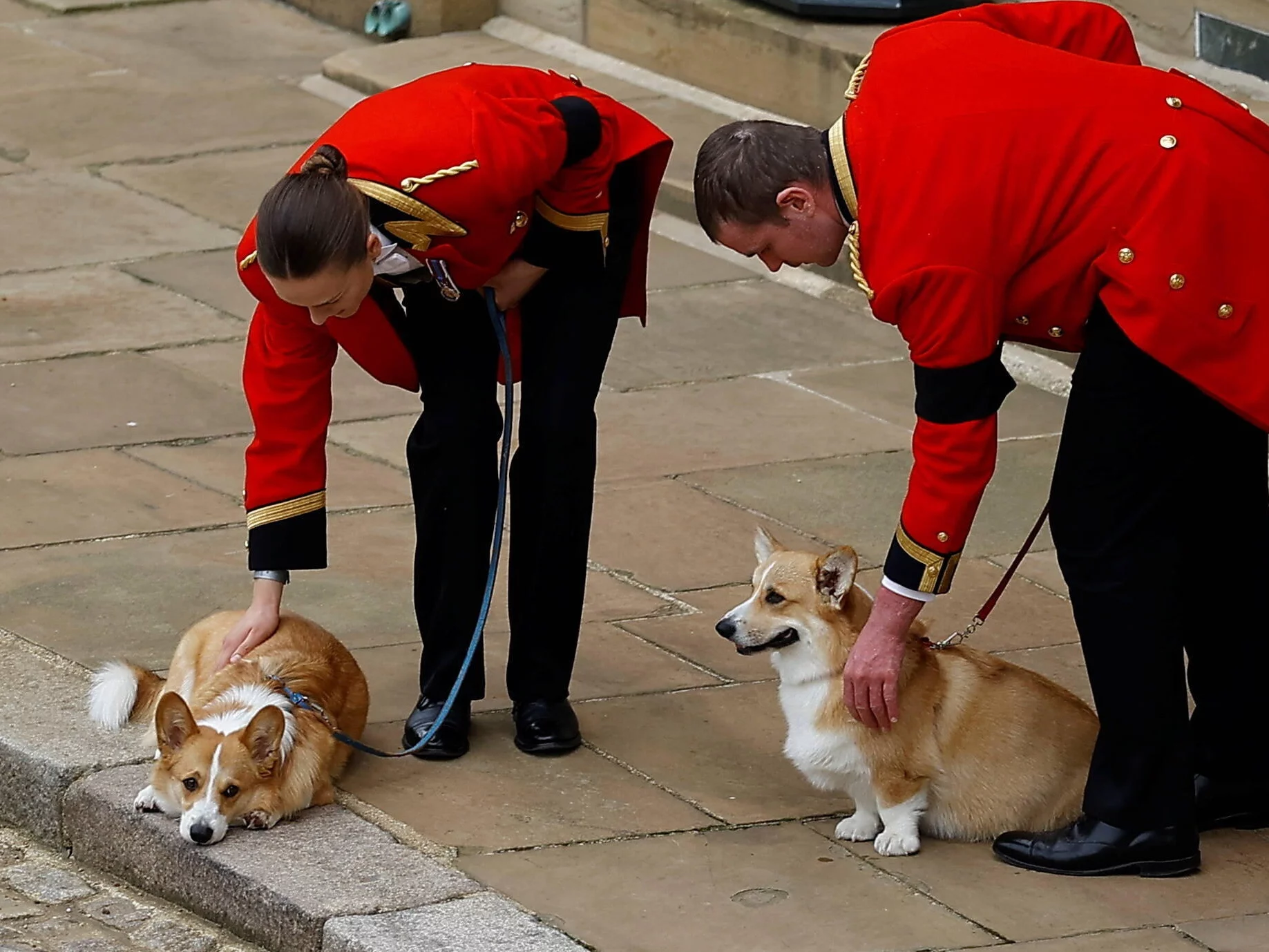 Corgi królowej Elżbiety II