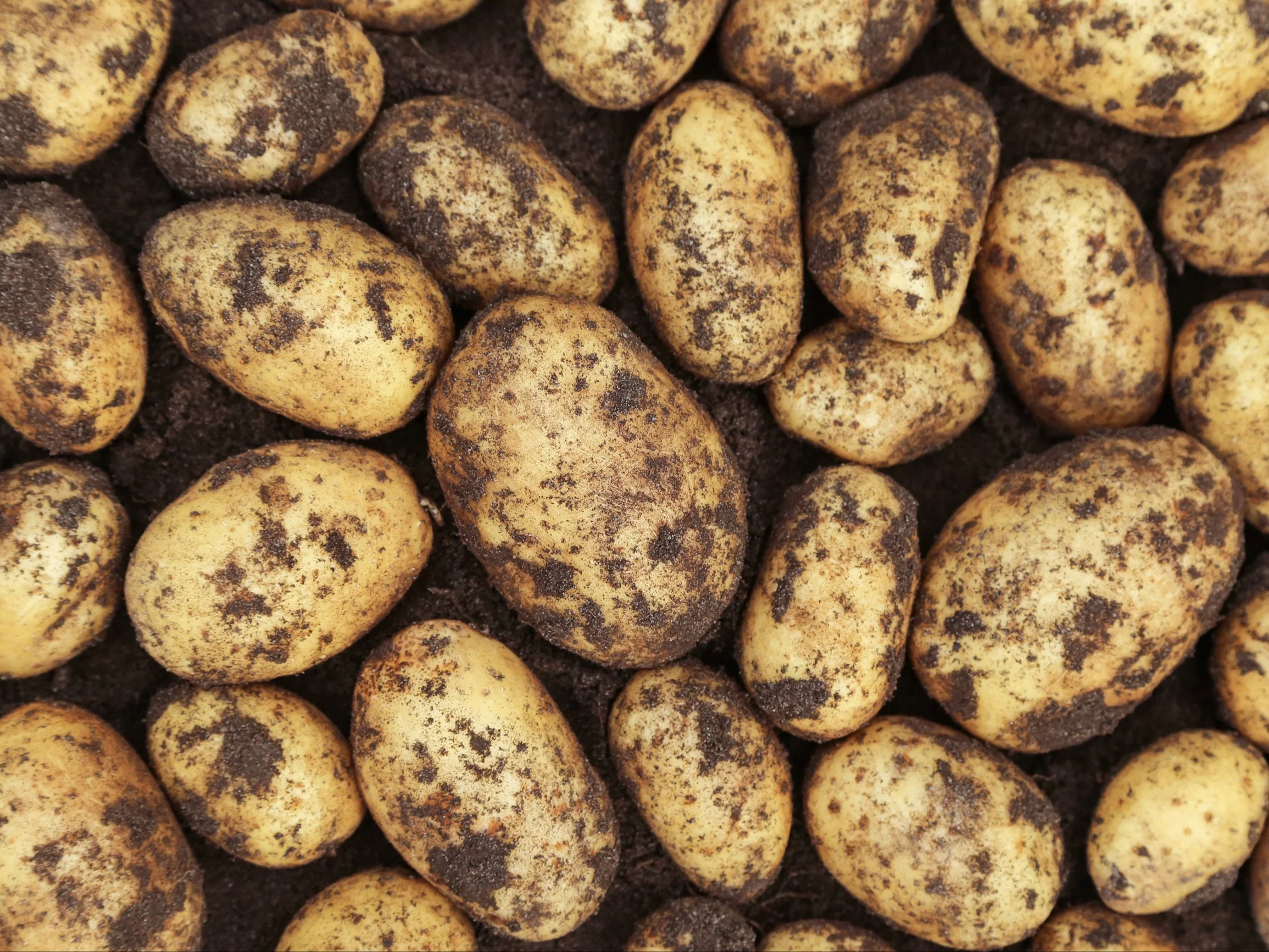 Ziemniaki, zdjęcie ilustracyjne