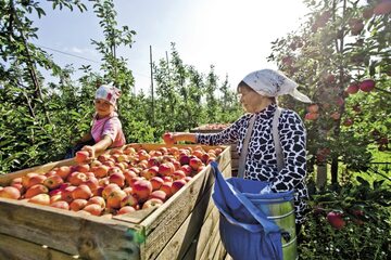 Ukraińscy pracownicy sezonowi otrzymują stawki, za które Polacy nie chcą pracować